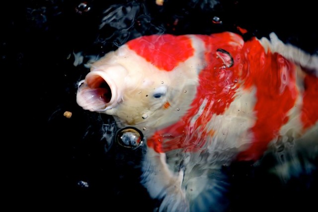 Koi 1