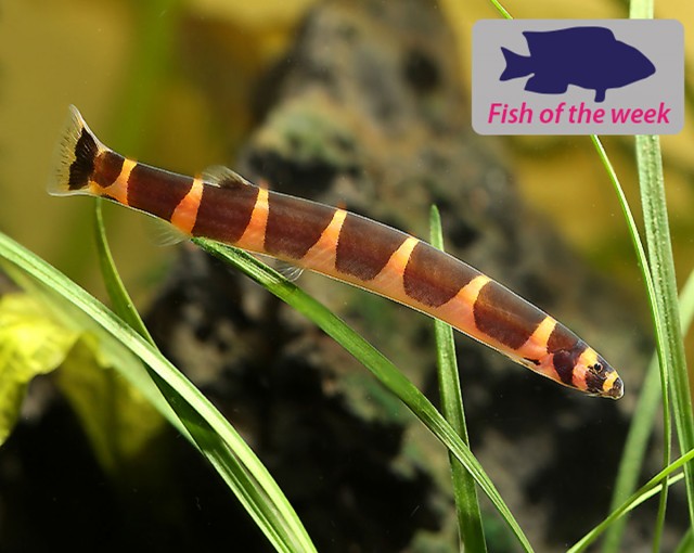 Kuhli Loach
