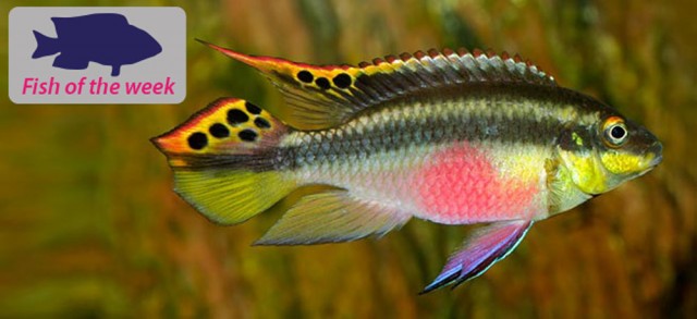Kribensis