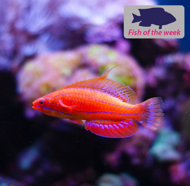  Carpenter’s wrasse
