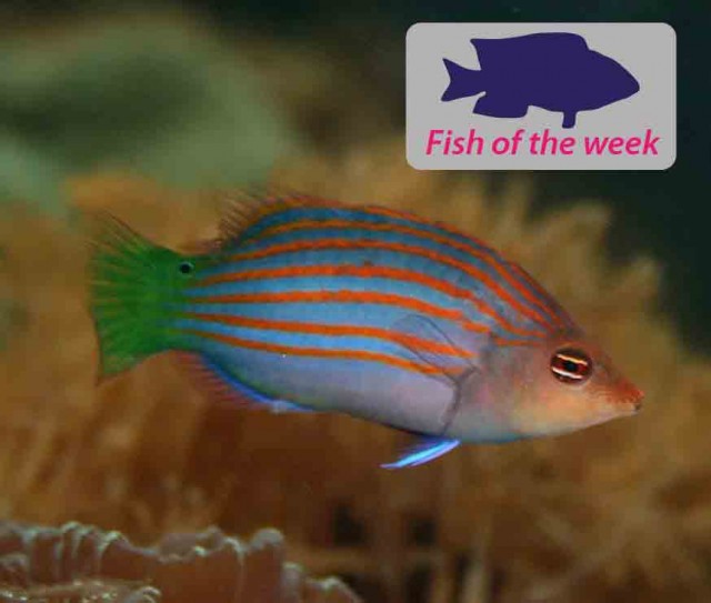 Six line wrasse
