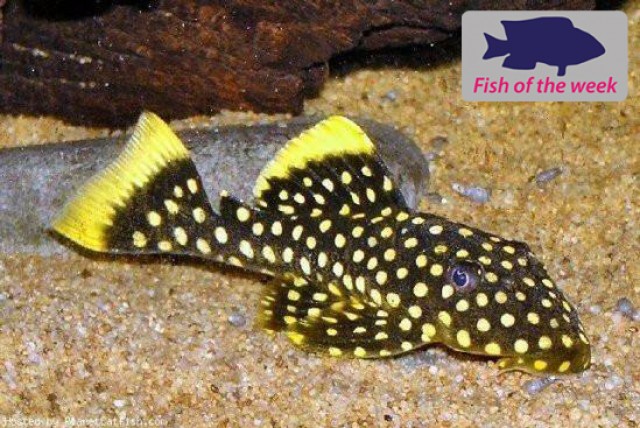 Fish of the Week - Gold Nugget Pleco