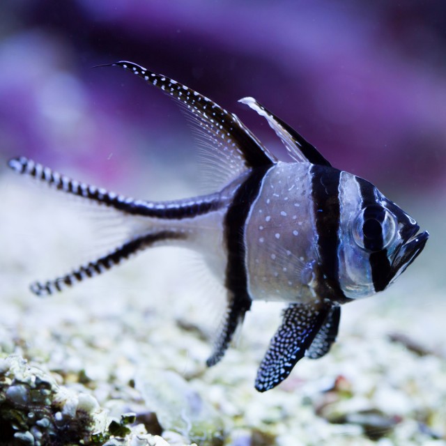 Banggai Cardinalfish (Pterapogon kauderni)