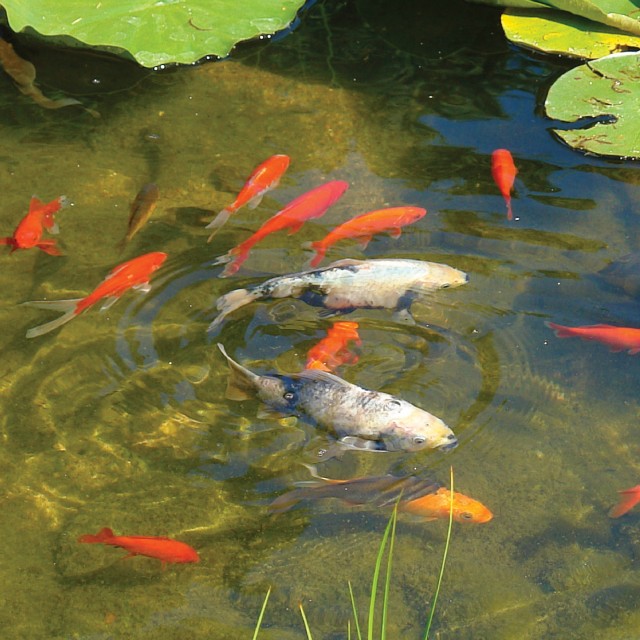 Sinking Pond Food Lifestyle 2