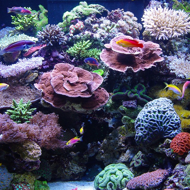 Ocean Food LS3